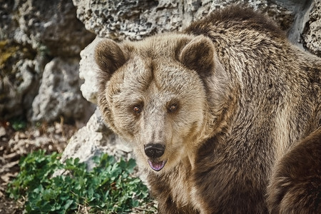 昼夜温差大棕熊的肖像棕色大动物形目真熊捕食者皮毛动物群昼夜哺乳动物食肉背景