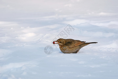 越冬寒冷的鸟类学高清图片