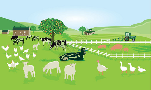 农家有机小土豆在牧草上放牧牲畜插画