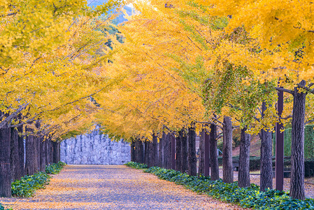 Ginkgo 路树叶叶子旅行城市大学本乡花园环境运动万代背景