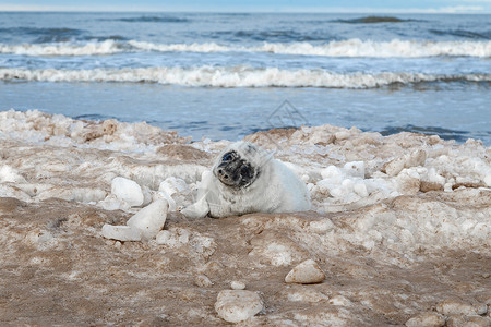 海滨的海豹哺乳动物生态濒危动物外套海滩胎毛环境沙丘高清图片
