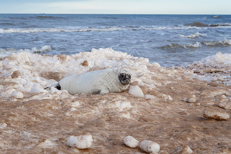 海滨的海豹沙丘环境生态海滩哺乳动物濒危胎毛外套动物高清图片