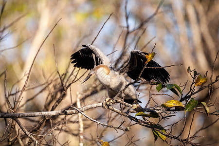 青少年的Anhinga鸟叫羽毛鸟类野生动物男性保护区蛇鸟湿地嵌套沼泽尖嘴背景图片