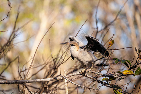青少年的Anhinga鸟叫野生动物保护区湿地尖嘴嵌套鸟类动物男性沼泽羽毛背景图片