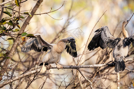 青少年的Anhinga鸟叫鸟类尖嘴保护区湿地野生动物嵌套动物蛇鸟男性羽毛背景图片