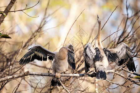 青少年的Anhinga鸟叫湿地野生动物羽毛沼泽动物男性保护区尖嘴蛇鸟嵌套背景图片