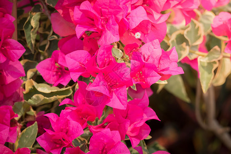 五颜六色的花的背景图片紫色花瓣植物群粉色季节花束生长宏观植物背景图片