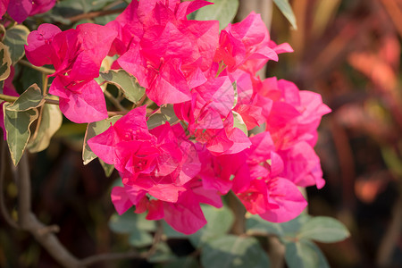 五颜六色的花的背景图片宏观花瓣粉色花束植物植物群季节紫色生长背景图片