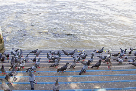 河底有许多鸽子图片素材