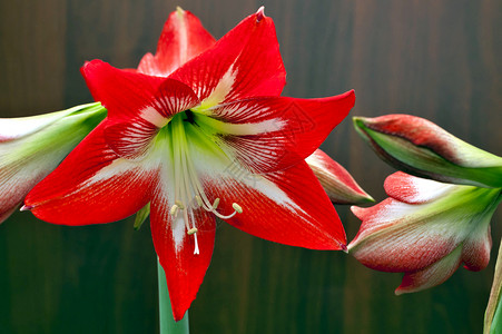 明亮红花热带季节生活情调灯泡宏观花园植物花瓣植物学高清图片
