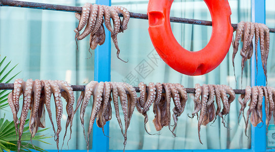 新鲜捕捉到的章鱼在户外露宿 以获得日晒烹饪大海背景图片