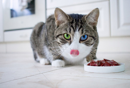 多色蓝绿色眼睛的宠物猫 嘴唇在吃东西背景图片