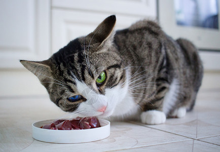 吃樱桃的猫蓝绿眼睛的猫吃饭碗里的食物背景