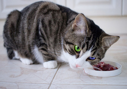 多色蓝绿色眼睛的家猫吃肉饭 吃多彩青绿眼睛高清图片