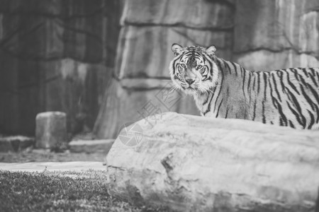 孟加拉虎动物荒野猎人野生动物野猫侵略愤怒毛皮哺乳动物危险背景图片