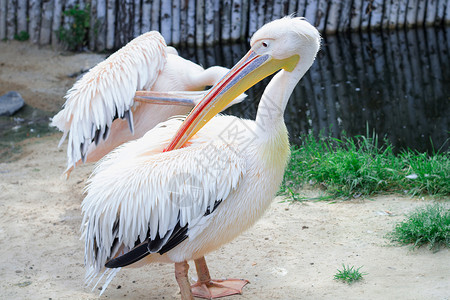 大黄颈啄木鸟自然白色的高清图片
