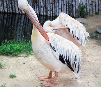 大黄颈啄木鸟兽性的自然高清图片