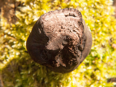 黑色真菌球树桩Bolton Ces 德不  阿尔弗雷德国王的蛋糕衰变食用菌植物群木耳森林植物食物摄影宏观海藻背景