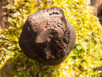 黑色真菌球树桩Bolton Ces 德不  阿尔弗雷德国王的蛋糕森林食物自然食用菌球形同心圆海藻衰变林地植物背景