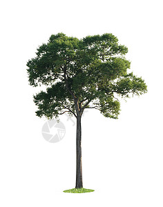 白色背景上隔绝的大树树干植物学阔叶林业树木收藏生长季节植物绿色背景图片