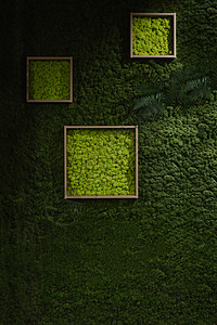 深绿色绿苔草墙苔藓地衣绿化森林植物边界宏观驯鹿框架墙纸背景图片