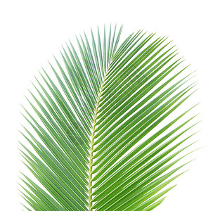 白种背景孤立的绿椰子叶绿色棕榈椰子热带背景图片