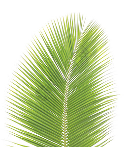 白种背景孤立的绿椰子叶绿色热带椰子棕榈背景图片