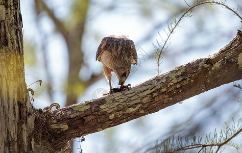 红肩背的霍鹰布提奥拉塔图斯捕猎猎食野生动物保护区湿地沼泽鸟类背景图片