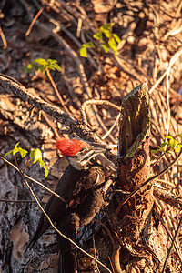 松树中长成的草原石斑鸟Dryocopus紫杉鸟类湿地保护区男性沼泽柏树野生动物背景图片