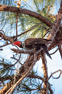 松树中长成的草原石斑鸟Dryocopus保护区紫杉鸟类男性湿地沼泽野生动物柏树背景图片