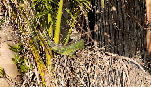 绿蜥蜴在棕榈树下伸展动物蜥蜴蜥蜴人野生动物鬣蜥物种大蜥蜴爬虫背景图片