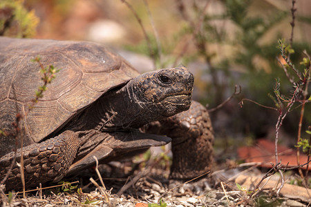 大仙杰尼龟地鼠龟自然高清图片