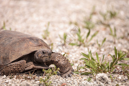 佛罗里达州多功能动物乌龟地鼠物种爬虫海龟挖洞者野生动物鼠属背景图片