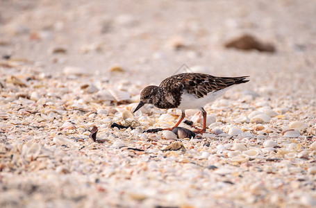 转曲素材免费阿里亚里雅鸟口述的罗登曲石海岸线羽毛沿海海滩滨鸟棕色野生动物海洋海岸赤脚背景