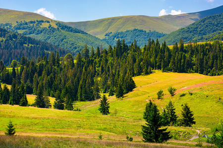 夏季博尔扎瓦森林山高清图片