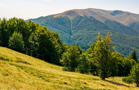 佩坦卡夏季喀尔巴阡山脉的森林丘陵小丘公园山脊林地海拔植物资源驼峰山坡土地背景
