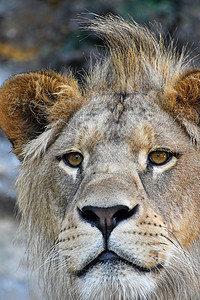 最贴近的非洲青年狮子肖像荒野食肉男性野生动物鼻子鬃毛动物豹属捕食者相机背景图片