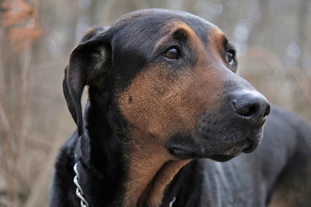 忠诚犬类远足打猎最好的朋友人类背景图片