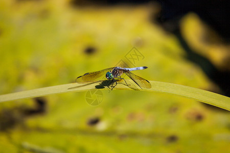 蓝色的男性龙尾蛇荷花蜻蜓绿色长翅池塘野生动物昆虫翅膀花园厚腹背景图片