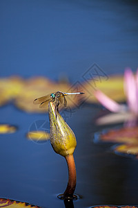 蓝色的男性龙尾蛇花园池塘野生动物厚腹蜻蜓翅膀昆虫荷花绿色长翅背景图片