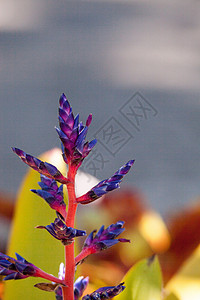 蓝探戈布罗米利亚的Aechmea花朵植物紫花热带花园蓝花背景图片