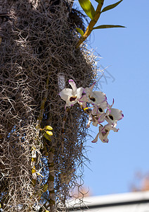 白色和紫色兰花热带花园异国紫花石斛情调背景图片