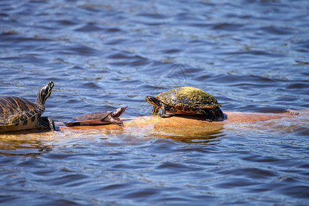 假海龟佛罗里达红腹龟糊状物高清图片