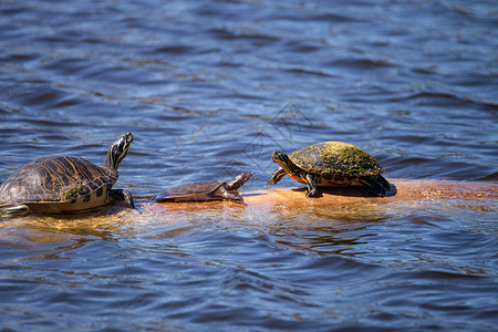 佛罗里达红腹龟佛罗里达软壳龟库特高清图片