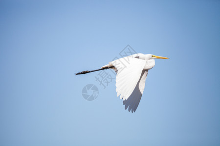 飞食大鸟阿迪亚阿尔巴苍鹭羽毛鸟类滨鸟湿地翅膀白鹭池塘水禽白色背景图片