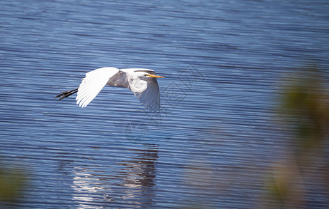 飞食大鸟阿迪亚阿尔巴湿地鸟类翅膀羽毛沼泽滨鸟白鹭池塘苍鹭水禽背景图片