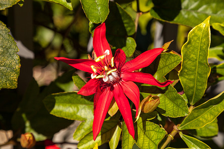 红火红玫瑰花 叫做万路迷你车花瓣藤蔓红花火焰红色藤花花园花粉背景图片