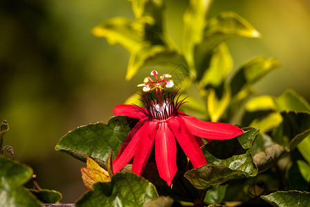 红火红玫瑰花 叫做万路迷你车花粉藤蔓花瓣红花藤花花园红色火焰背景图片