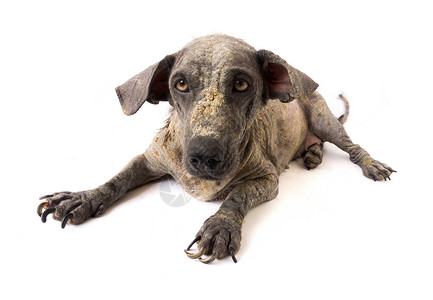 与狗有关素材近距离面对狗病麻风病的面孔 与白背肠有关的皮肤问题生物疾病地面头发动物疼痛哺乳动物毛皮犬类损失背景