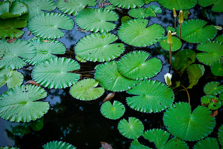 青莲花叶 白莲花芽宏观植物季节美丽环境绿色白色池塘叶子树叶背景图片